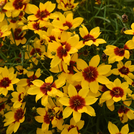 Designer Threads™ 'Golden Needles' Threadleaf Coreopsis (Coreopsis verticillata)