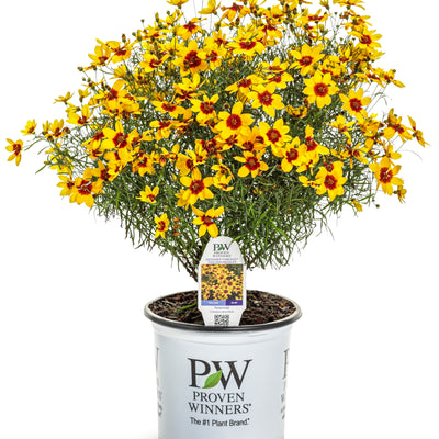 Designer Threads™ 'Golden Needles' Threadleaf Coreopsis (Coreopsis verticillata)