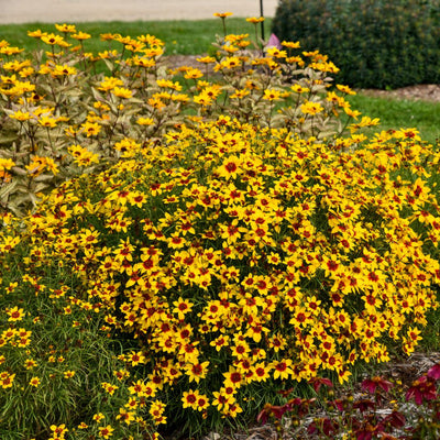 Designer Threads™ 'Golden Needles' Threadleaf Coreopsis (Coreopsis verticillata)