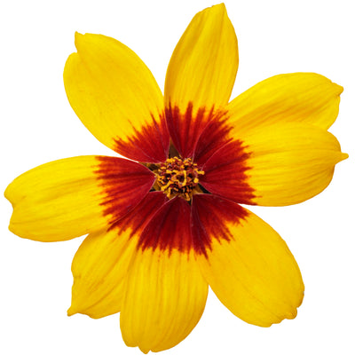 Designer Threads™ 'Golden Needles' Threadleaf Coreopsis (Coreopsis verticillata)