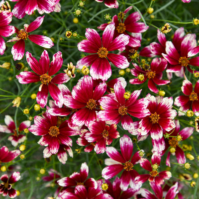 Designer Threads™ 'Heartstrings' Threadleaf Coreopsis (Coreopsis verticillata)