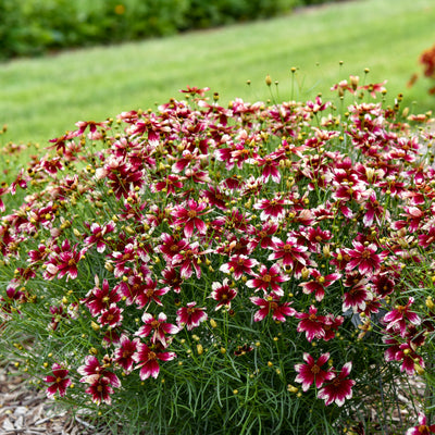 Designer Threads™ 'Heartstrings' Threadleaf Coreopsis (Coreopsis verticillata)