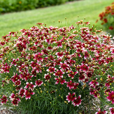 Designer Threads™ 'Heartstrings' Threadleaf Coreopsis (Coreopsis verticillata)