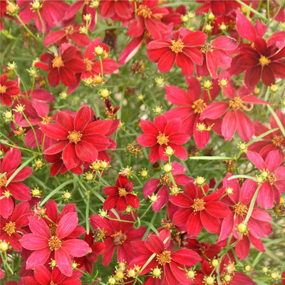 Designer Threads™ 'Scarlet Ribbons' Threadleaf Coreopsis (Coreopsis verticillata)