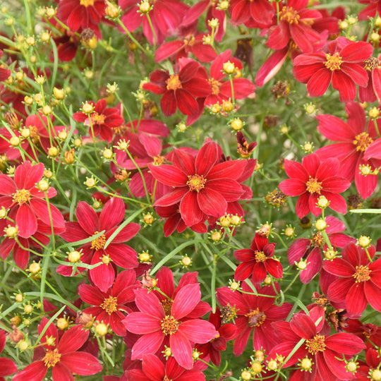 Designer Threads™ 'Scarlet Ribbons' Threadleaf Coreopsis (Coreopsis verticillata)