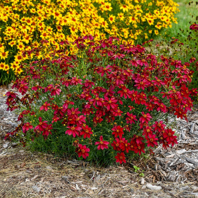 Designer Threads™ 'Scarlet Ribbons' Threadleaf Coreopsis (Coreopsis verticillata)