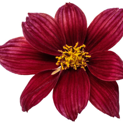 Designer Threads™ 'Scarlet Ribbons' Threadleaf Coreopsis (Coreopsis verticillata)