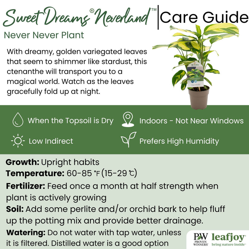 leafjoy® Sweet Dreams® NeverLand™ Never Never Plant detailed care information.