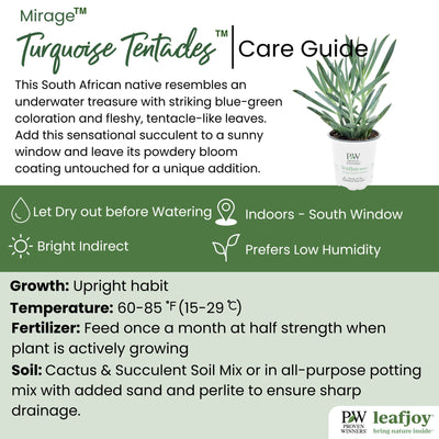 leafjoy littles™ Mirage™ Turquoise Tentacles™ Skyscraper Senecio (Curio ficoides)