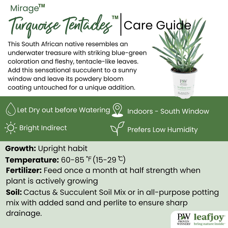 leafjoy littles™ Mirage™ Turquoise Tentacles™ Skyscraper Senecio (Curio ficoides)