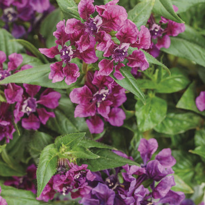 Vivid Violet cuphea close up