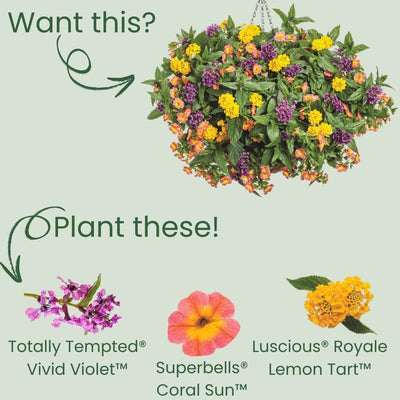 Totally Tempted® Vivid Violet™ Cuphea (Cuphea procumbens) | Proven Winners® New Variety 2025