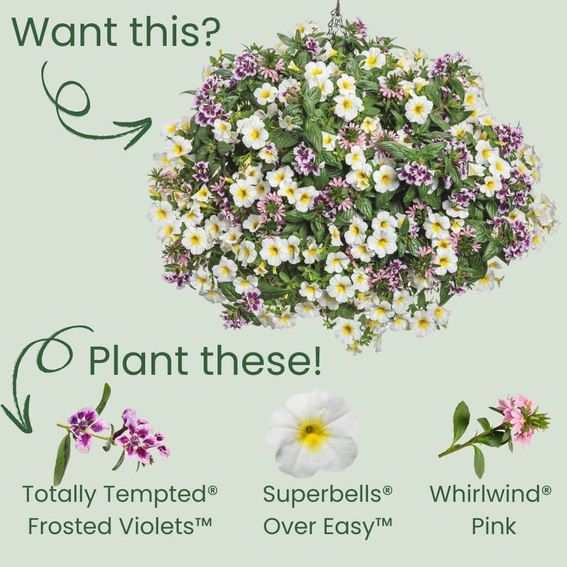 Totally Tempted® Frosted Violets™ Cuphea (Cuphea procumbens) | Proven Winners® New Variety 2025