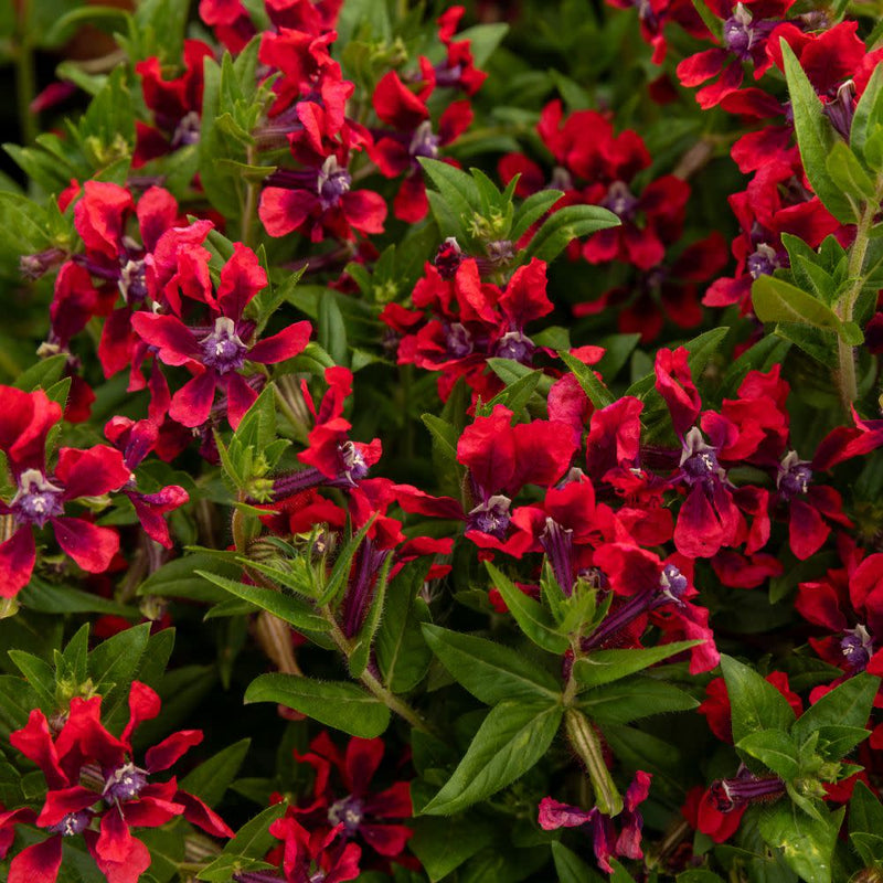 Totally Tempted® Richly Red™ Cuphea (Cuphea procumbens) | Proven Winners® New Variety 2025