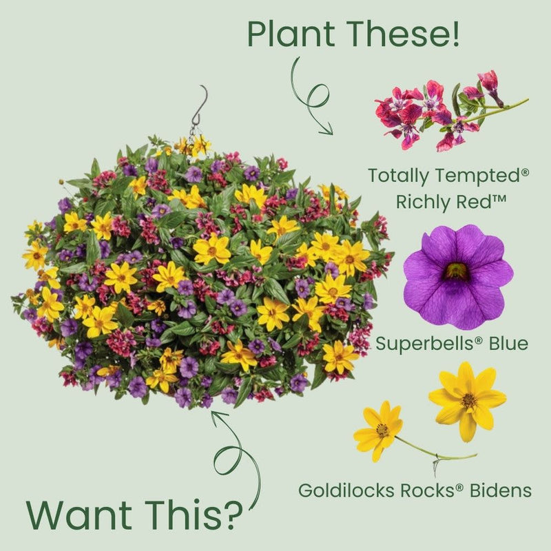 Totally Tempted® Richly Red™ Cuphea (Cuphea procumbens) | Proven Winners® New Variety 2025