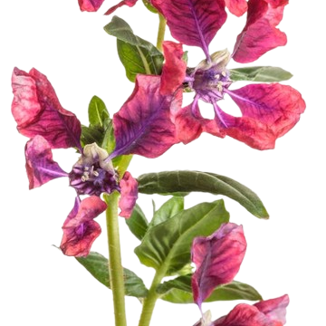 Totally Tempted® Richly Red™ Cuphea (Cuphea procumbens) | Proven Winners® New Variety 2025