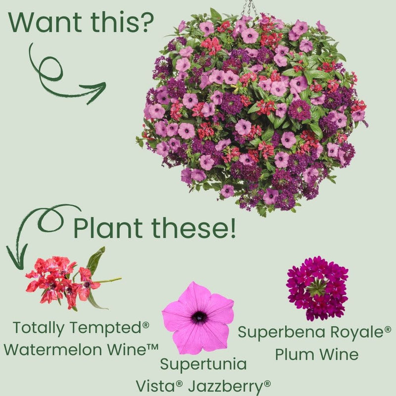 Totally Tempted® Watermelon Wine™ Cuphea (Cuphea procumbens) | Proven Winners® New Variety 2025