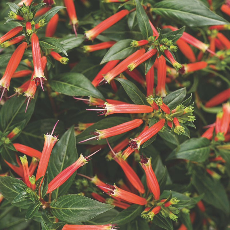 Vermillionaire® Large Firecracker Plant (Cuphea hybrid)