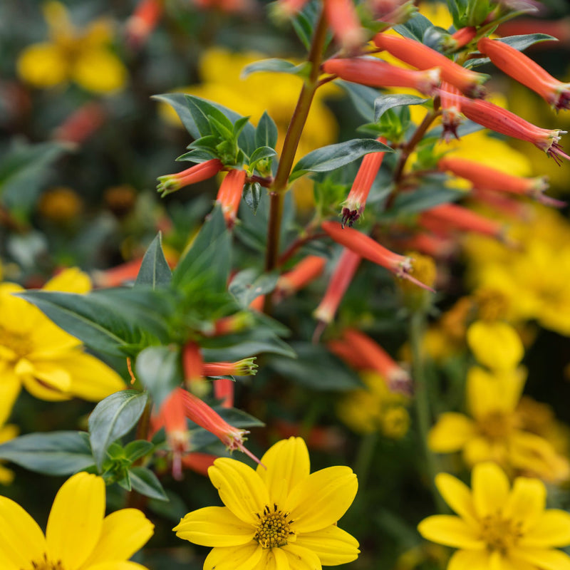 Vermillionaire® Large Firecracker Plant (Cuphea hybrid)