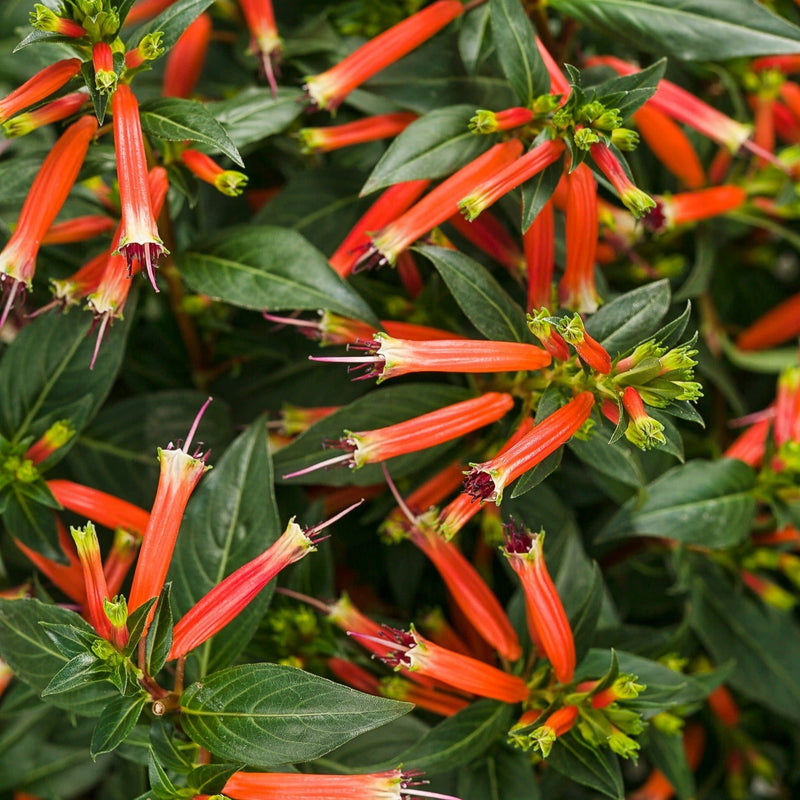 Vermillionaire Large Firecracker Plant up close.