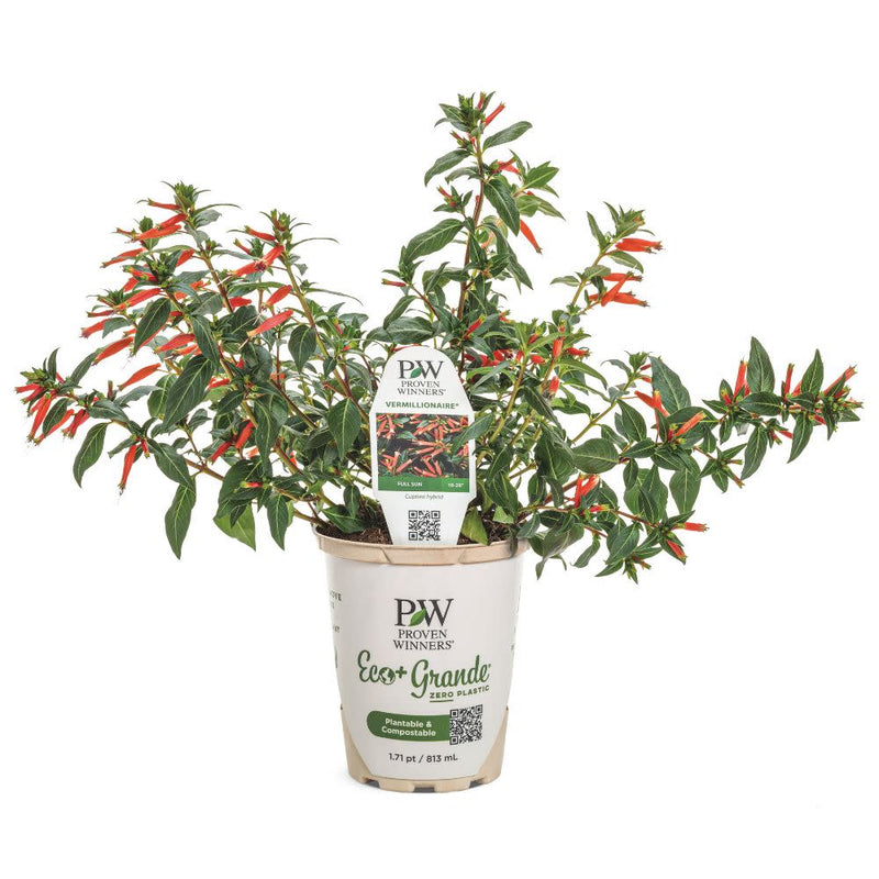 Vermillionaire® Large Firecracker Plant (Cuphea hybrid)