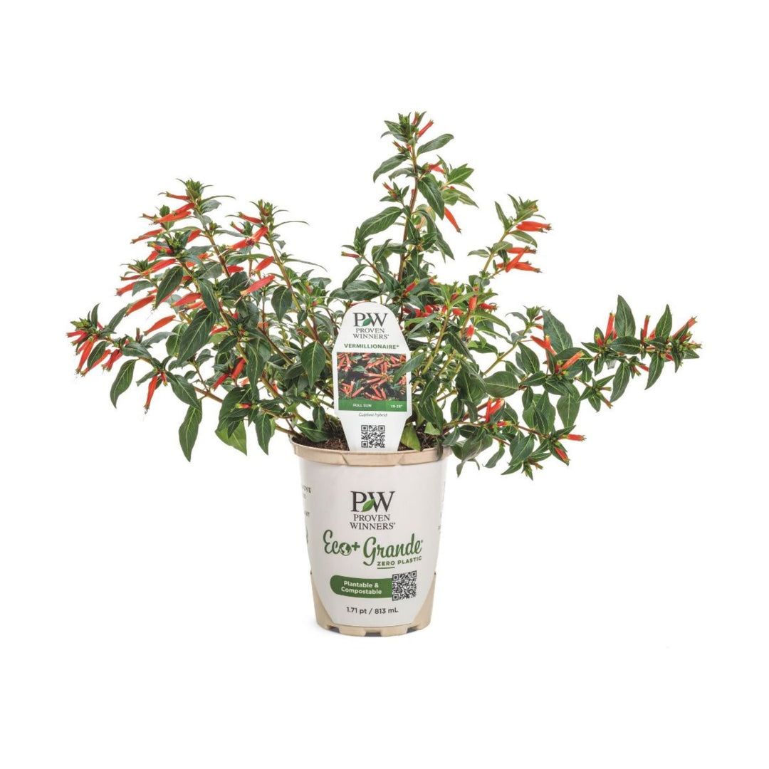 vermillionaire plant seeds Large Firecracker Plant | Vermillionaire