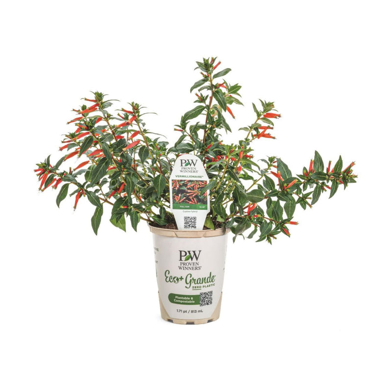 Vermillionaire® Large Firecracker Plant (Cuphea hybrid)