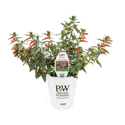 Limited Edition Royale | Vermillionaire® Large Firecracker Plant (Cuphea hybrid)