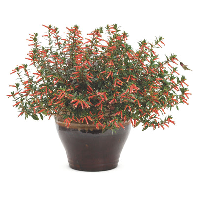 Vermillionaire® Large Firecracker Plant (Cuphea hybrid)