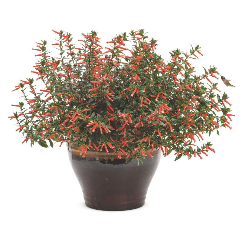 Vermillionaire® Large Firecracker Plant (Cuphea hybrid)