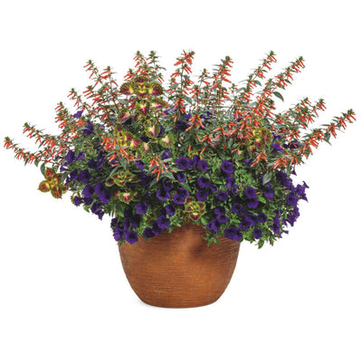 Limited Edition Royale | Vermillionaire® Large Firecracker Plant (Cuphea hybrid)