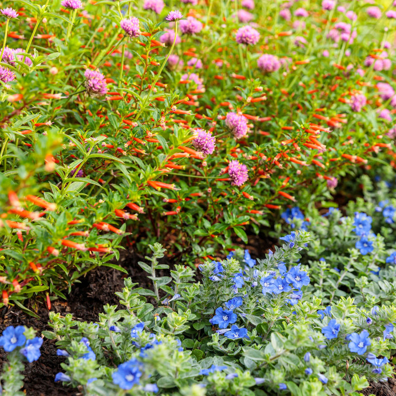 Vermillionaire® Large Firecracker Plant (Cuphea hybrid)