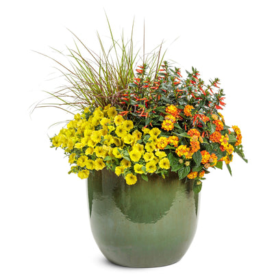 Vermillionaire® Large Firecracker Plant (Cuphea hybrid)