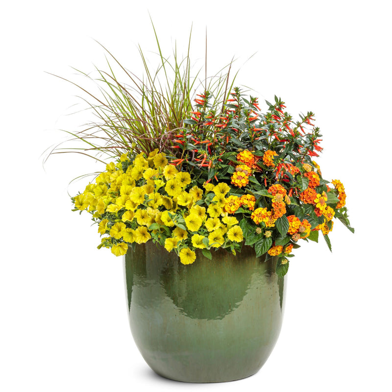 Vermillionaire® Large Firecracker Plant (Cuphea hybrid)