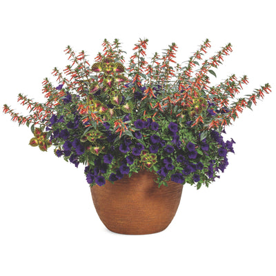 Vermillionaire® Large Firecracker Plant (Cuphea hybrid)