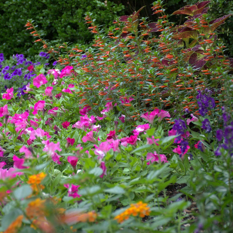 Vermillionaire Large Firecracker Plant in use.