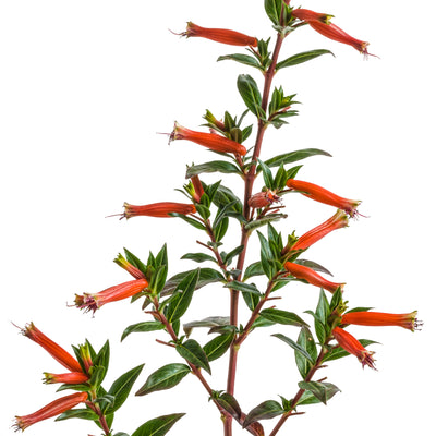 Limited Edition Royale | Vermillionaire® Large Firecracker Plant (Cuphea hybrid)