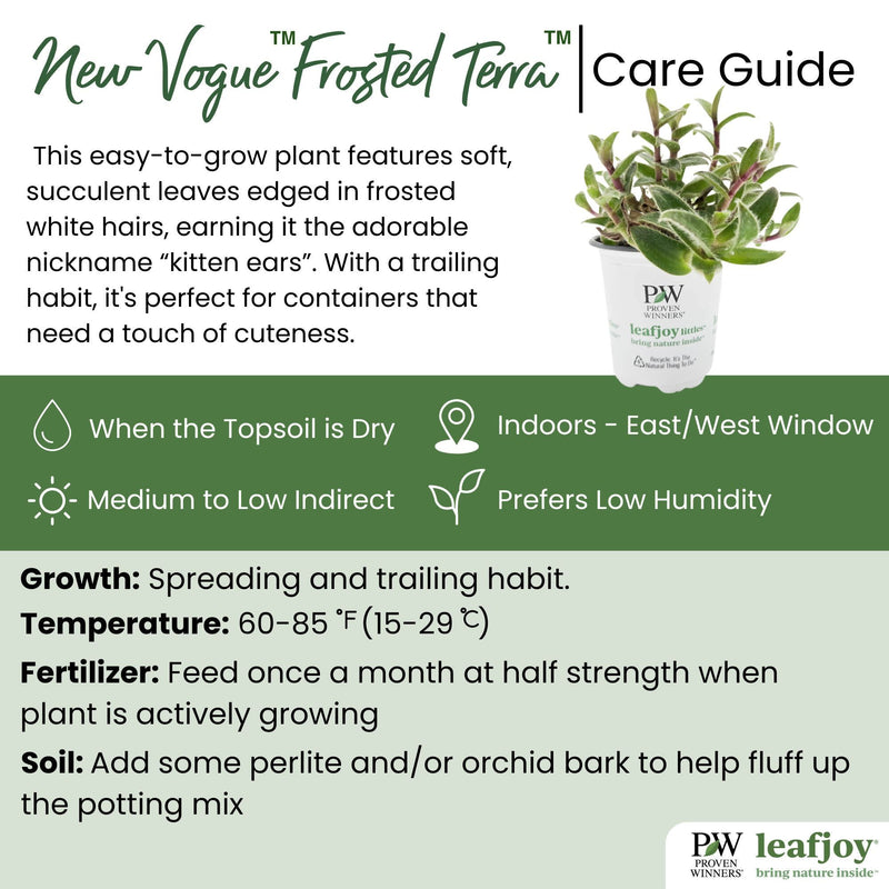 leafjoy® New Vogue™ Frosted Terra™ Kitten Ears detailed care information.