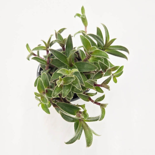 leafjoy littles™ New Vogue™ Frosted Terra™ Kitten Ears (Cyanotis commelinaceae)