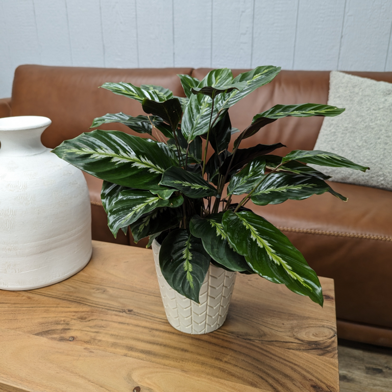 Color Full® Feather Touch™ Prayer Plant (Calathea louisae)