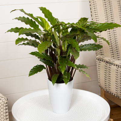 Color Full® Soft Kitty™ Prayer Plant (Calathea rufibarba)