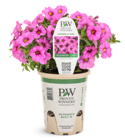 Superbells® Pink (Calibrachoa hybrid) - New Proven Winners® Variety 2024