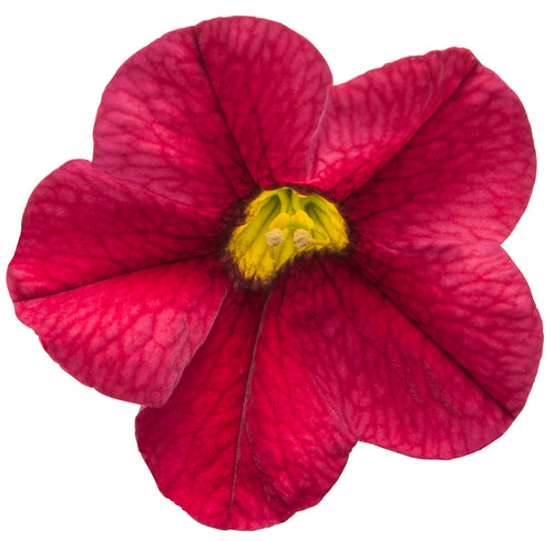 Superbells® Red (Calibrachoa hybrid)