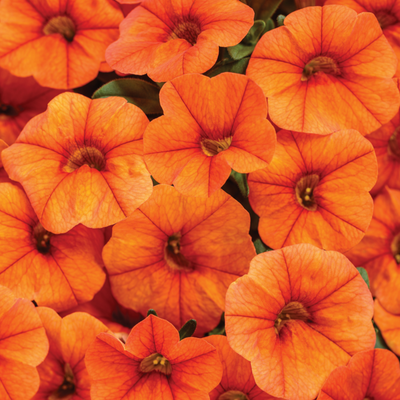 Superbells® Dreamsicle® (Calibrachoa hybrid)