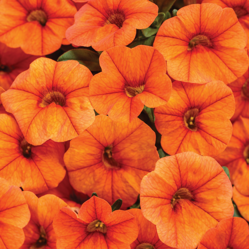 Superbells® Dreamsicle® (Calibrachoa hybrid)