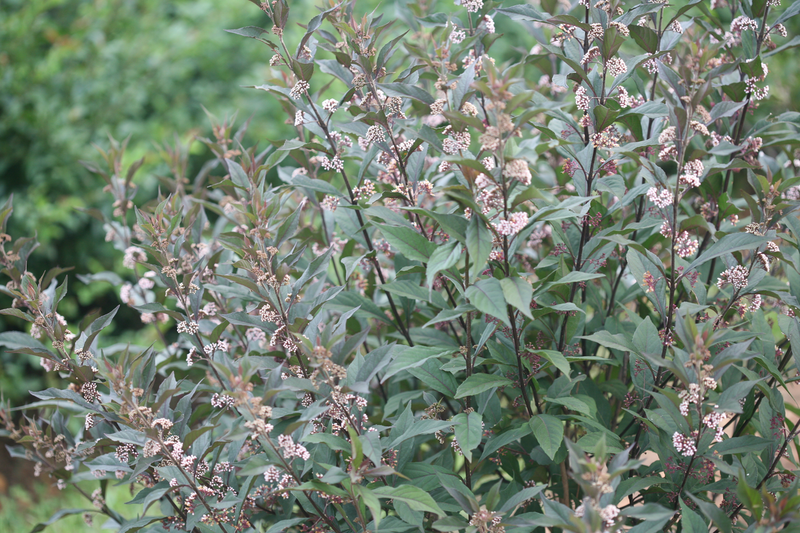 Pearl Glam® Beautyberry (Callicarpa hybrid)