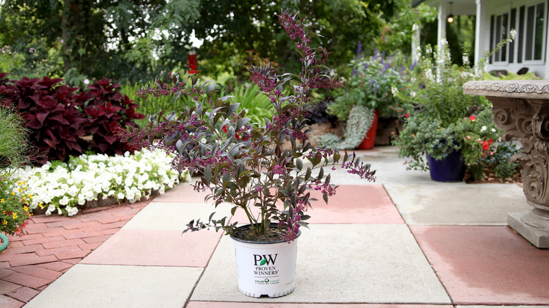 Pearl Glam® Beautyberry (Callicarpa hybrid)