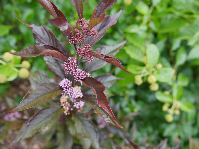 Pearl Glam® Beautyberry (Callicarpa hybrid)