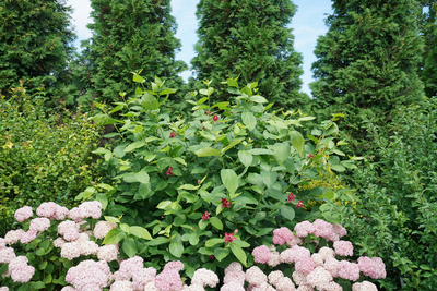 Aphrodite Sweetshrub (Calycanthus hybrid)