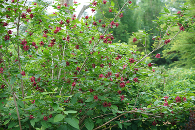 Aphrodite Sweetshrub (Calycanthus hybrid)